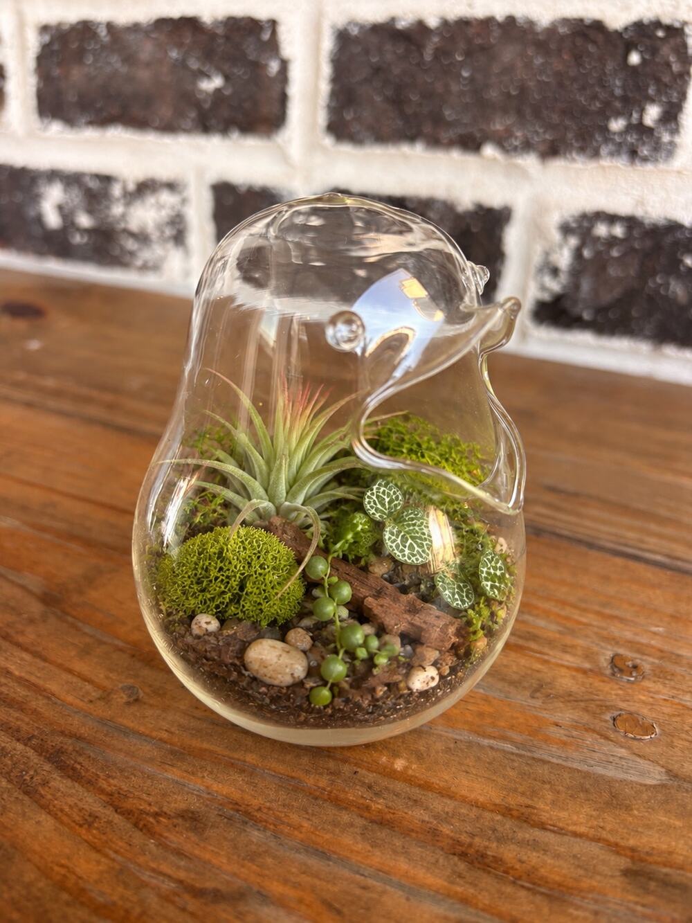 Clear Glass Bird Terrarium Planter 5” Open Body Air Plant Succulent Vase